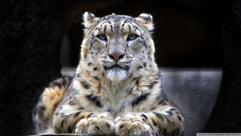 Snow Leopard in Cave — Gray
