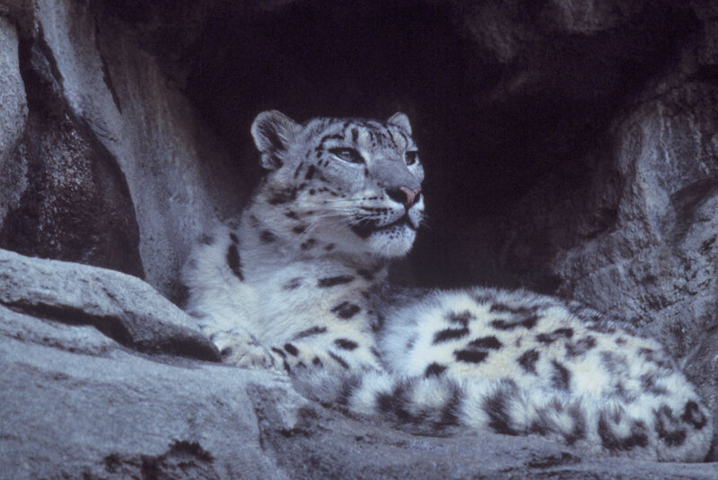 Snow Leopard in Cave — White