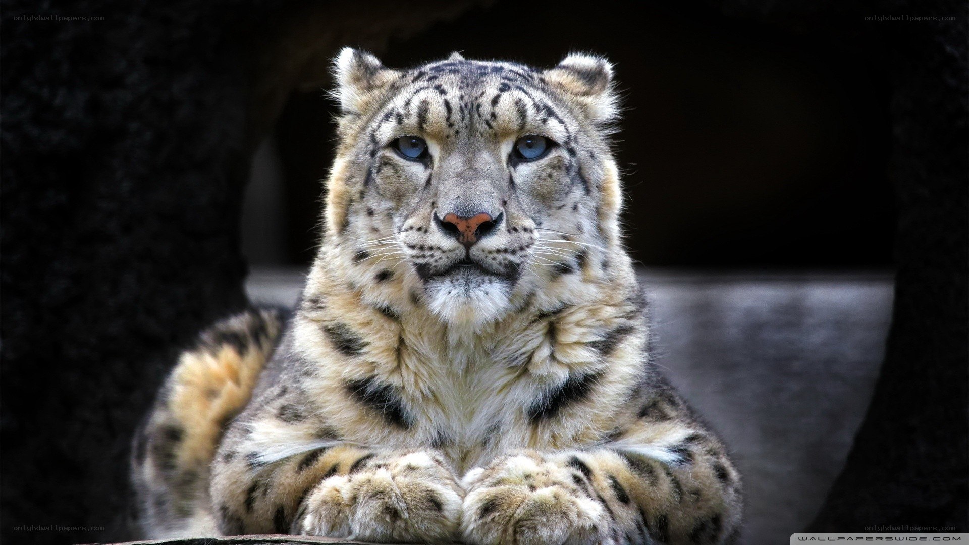 Snow leopard in cave