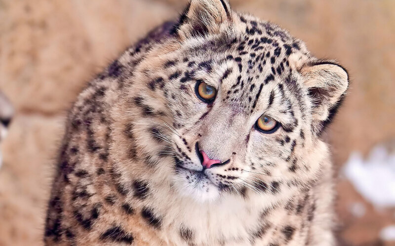 Snow Leopard in Close-up — White, Alert