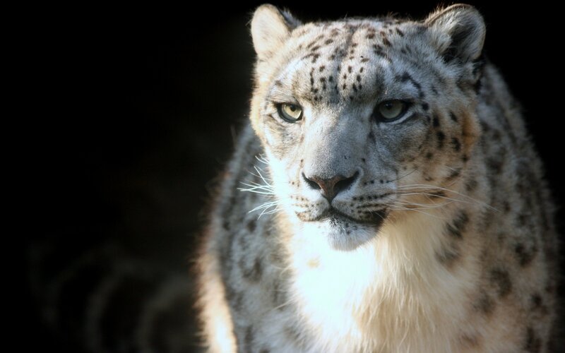 Snow Leopard in Close-up — White
