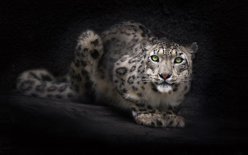 Snow leopard in dark setting