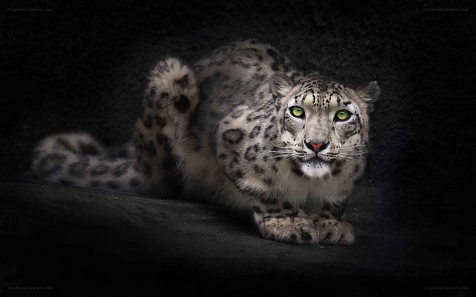 Snow leopard in dark setting