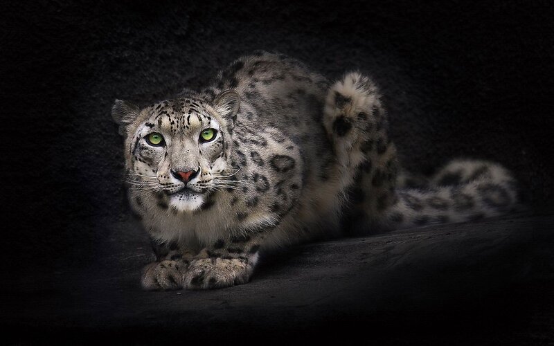 Snow Leopard in Dark Setting — Black, Dramatic, Photograph