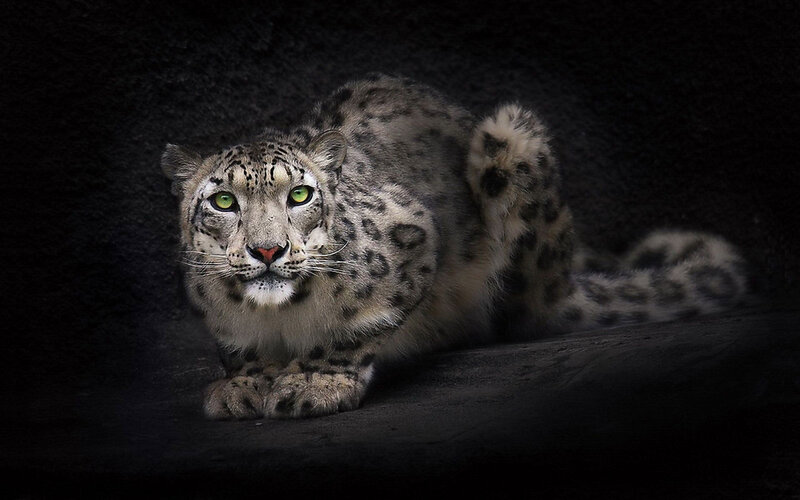 Snow Leopard in Dark Setting — Black, Dramatic