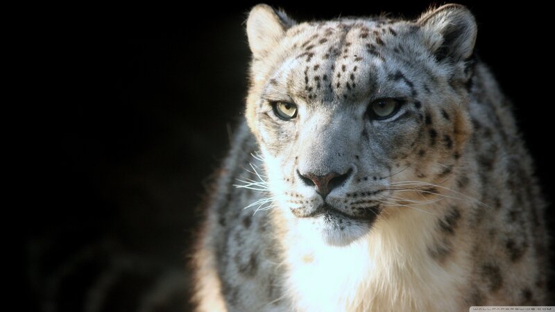 Snow Leopard in Dark