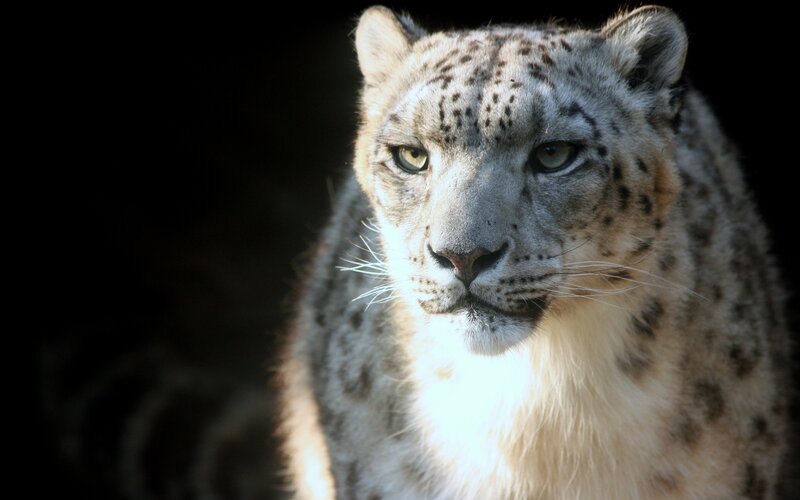 Snow Leopard in Dark — White, Dramatic
