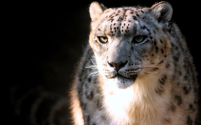 Snow Leopard in Dark — White