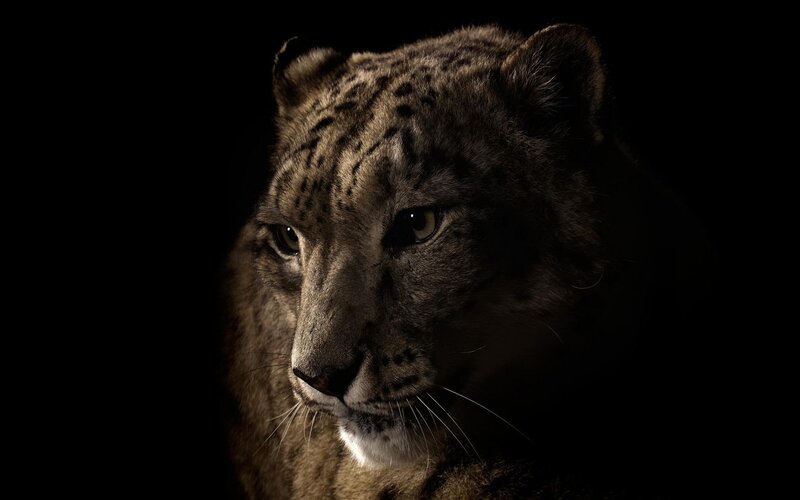 Snow Leopard in Darkness — Black, Dramatic, Night, Photograph