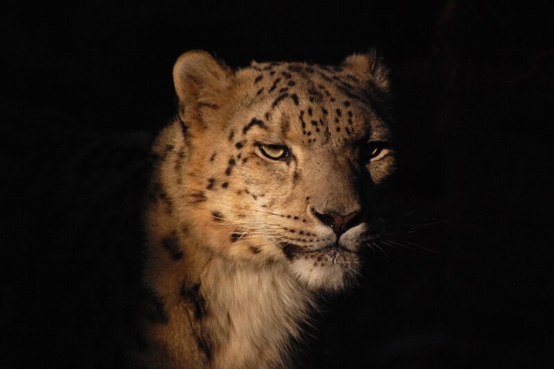 Snow Leopard in Darkness — Black, Dramatic