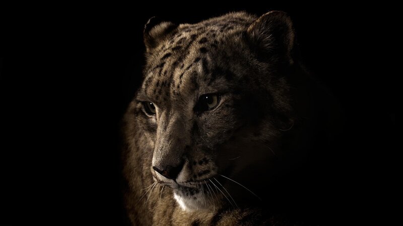 snow leopard in darkness