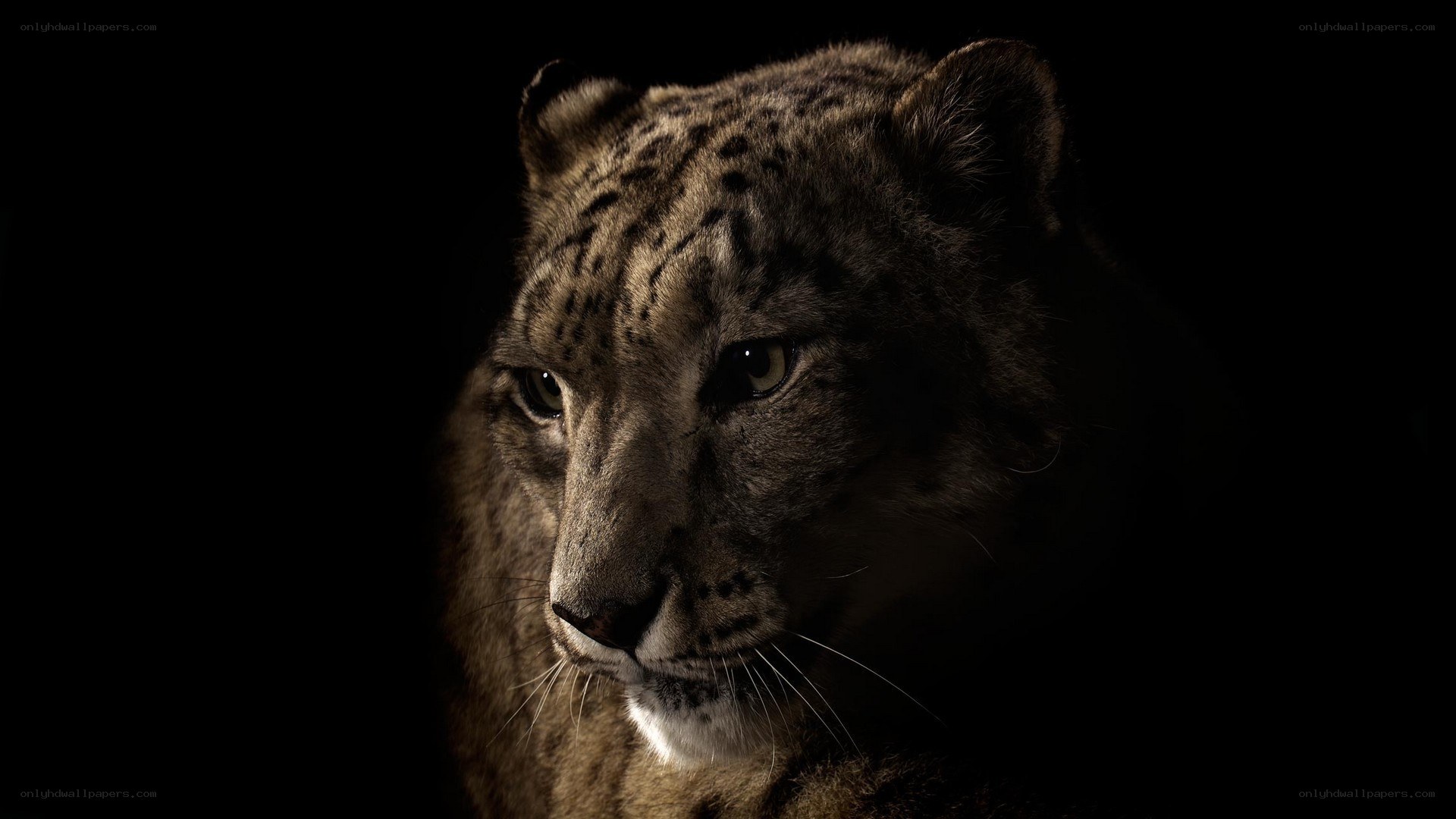 snow leopard in darkness