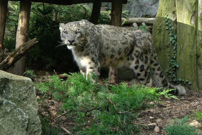 Snow Leopard in Enclosure — Gray