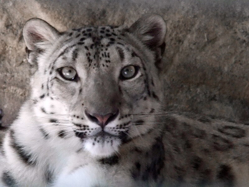 Snow Leopard in Enclosure