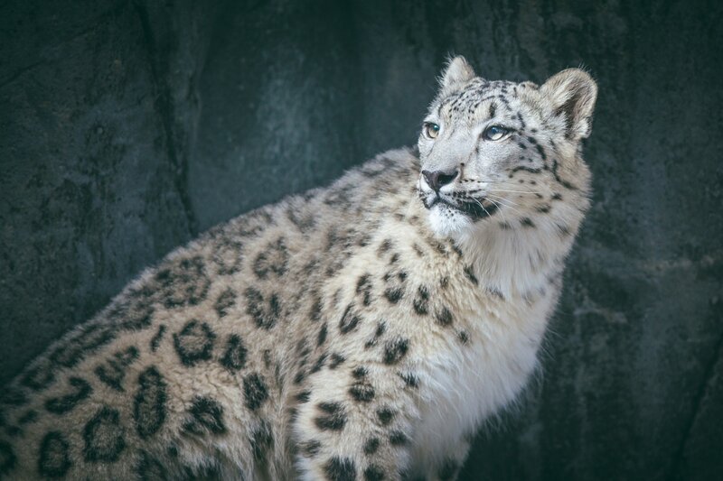 Snow Leopard in Enclosure — White, Alert