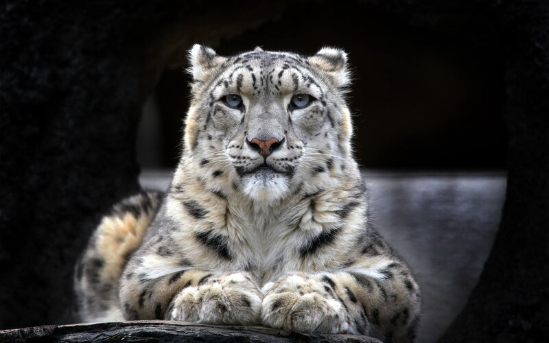 Snow Leopard in Enclosure — White