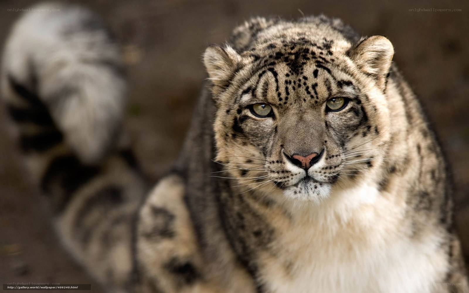 Snow leopard in focus