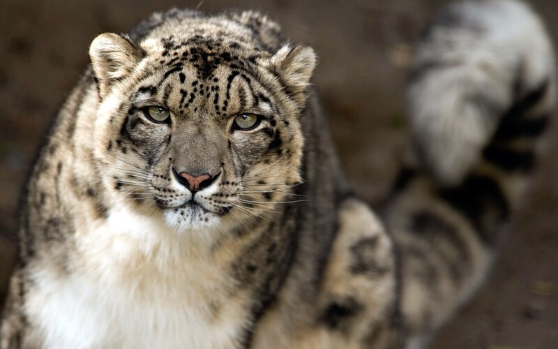 Snow leopard in focus