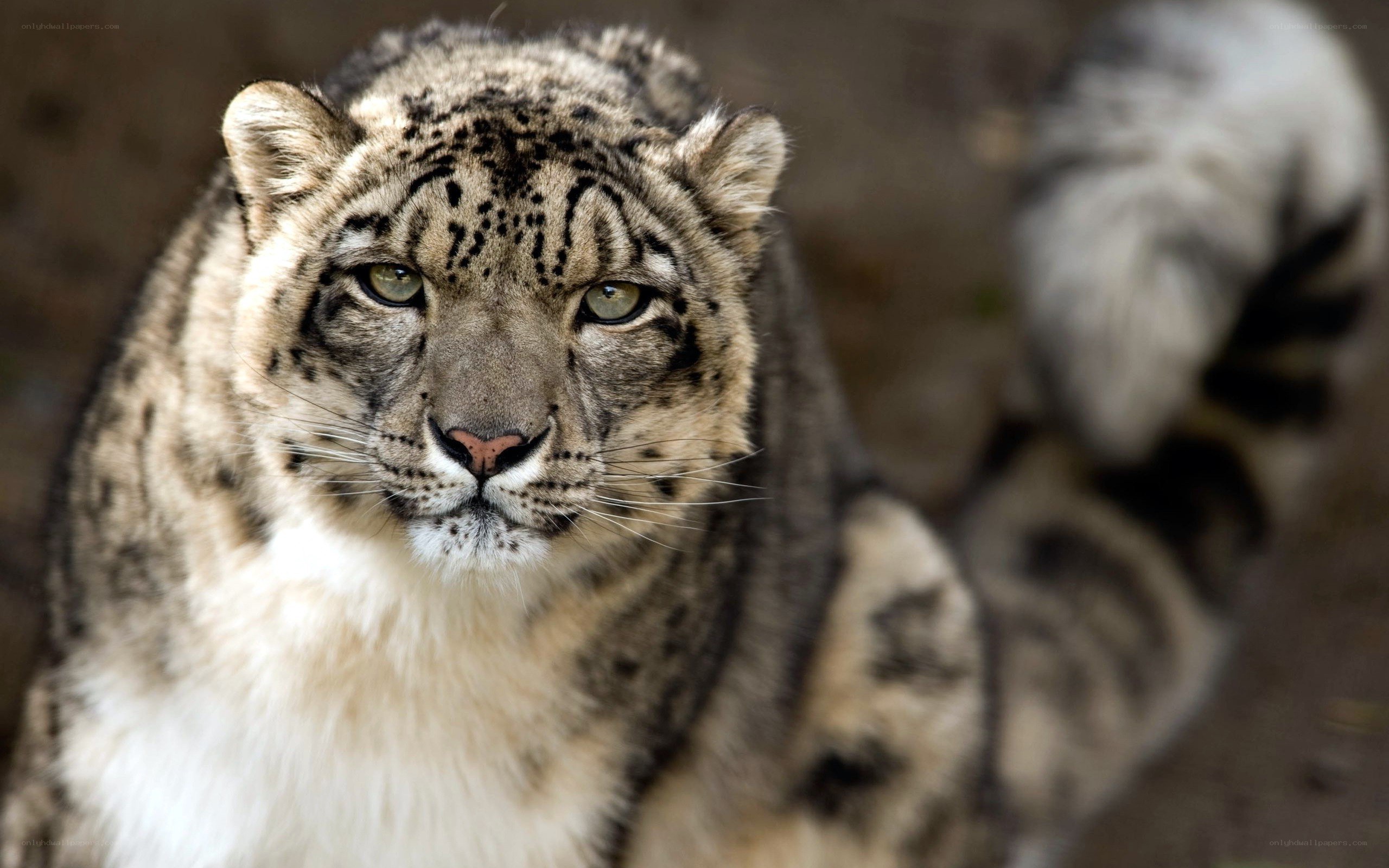 Snow leopard in focus