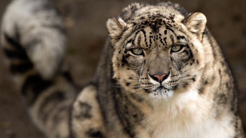 Snow Leopard in Focus — Gray, Intense