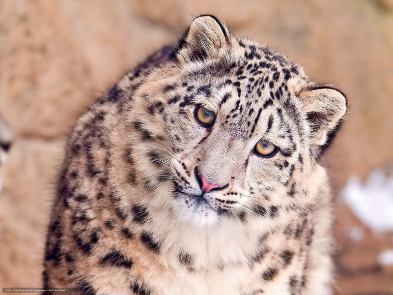 Snow Leopard in Focus — White, Calm