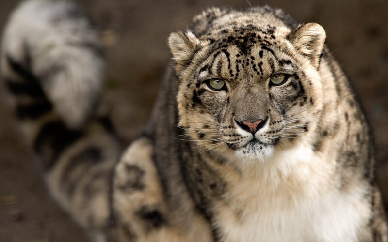 Snow Leopard in Focus — White, Intense, Photograph, Animal, Fur, Eyes, Gray