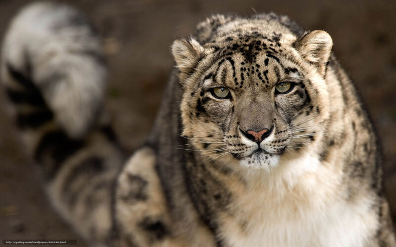 Snow Leopard in Focus — White, Intense, Photograph, Animal
