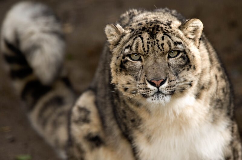 Snow Leopard in Focus — White, Intense