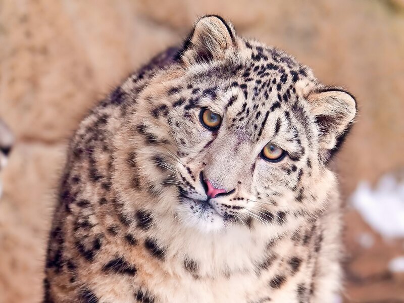 Snow Leopard in Focus — White