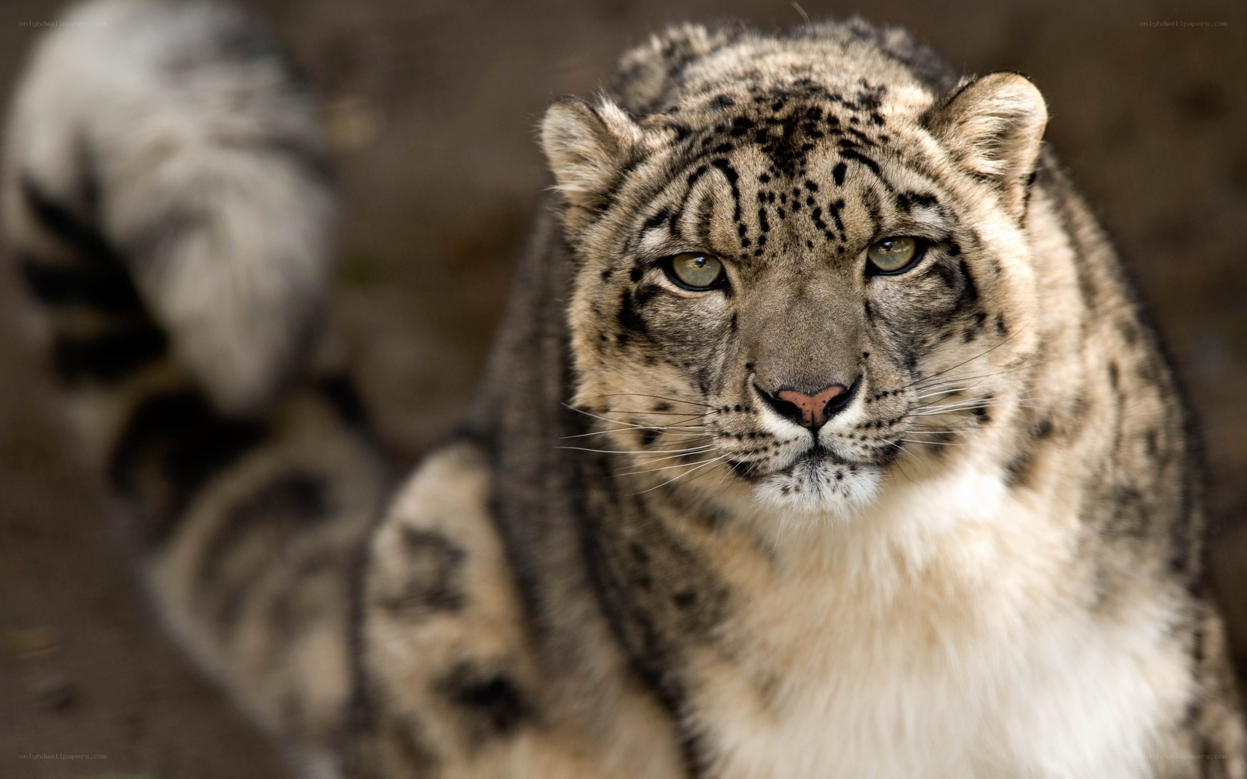 Snow leopard in focus