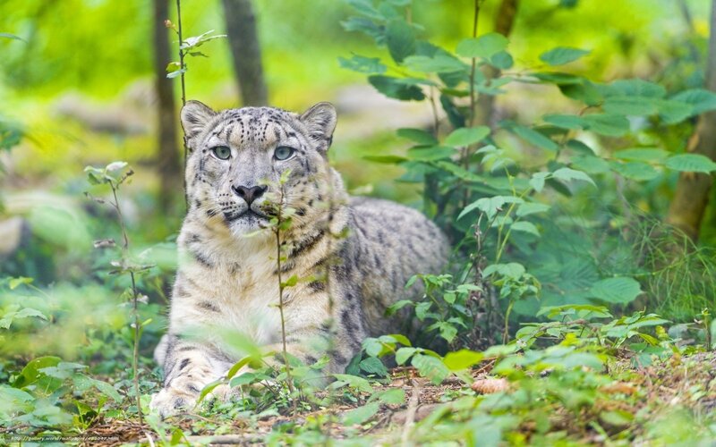 Snow Leopard in Foliage — Green