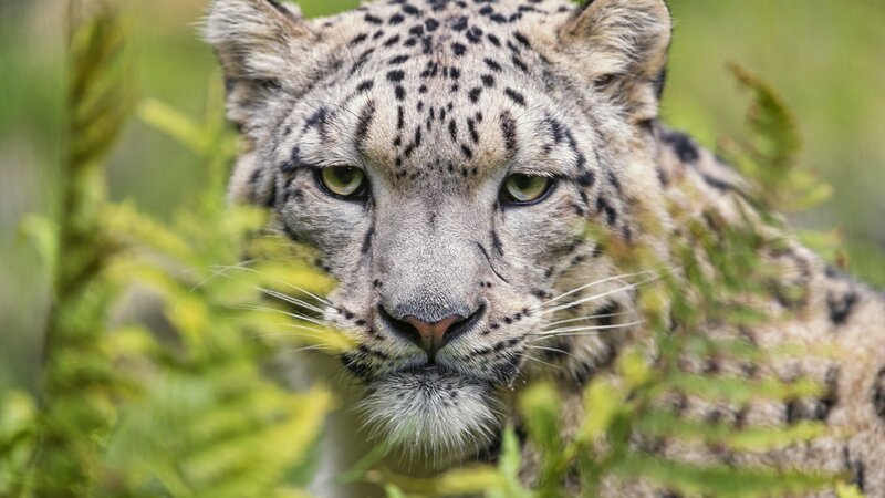 Snow Leopard in Foliage