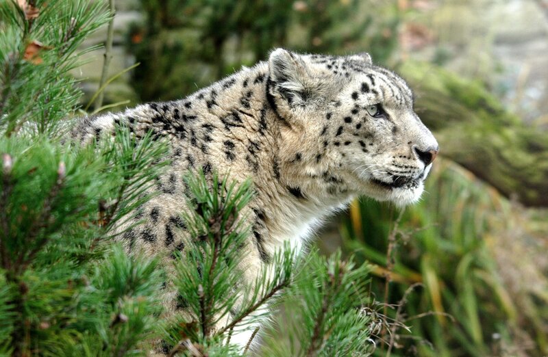 Snow leopard in forest