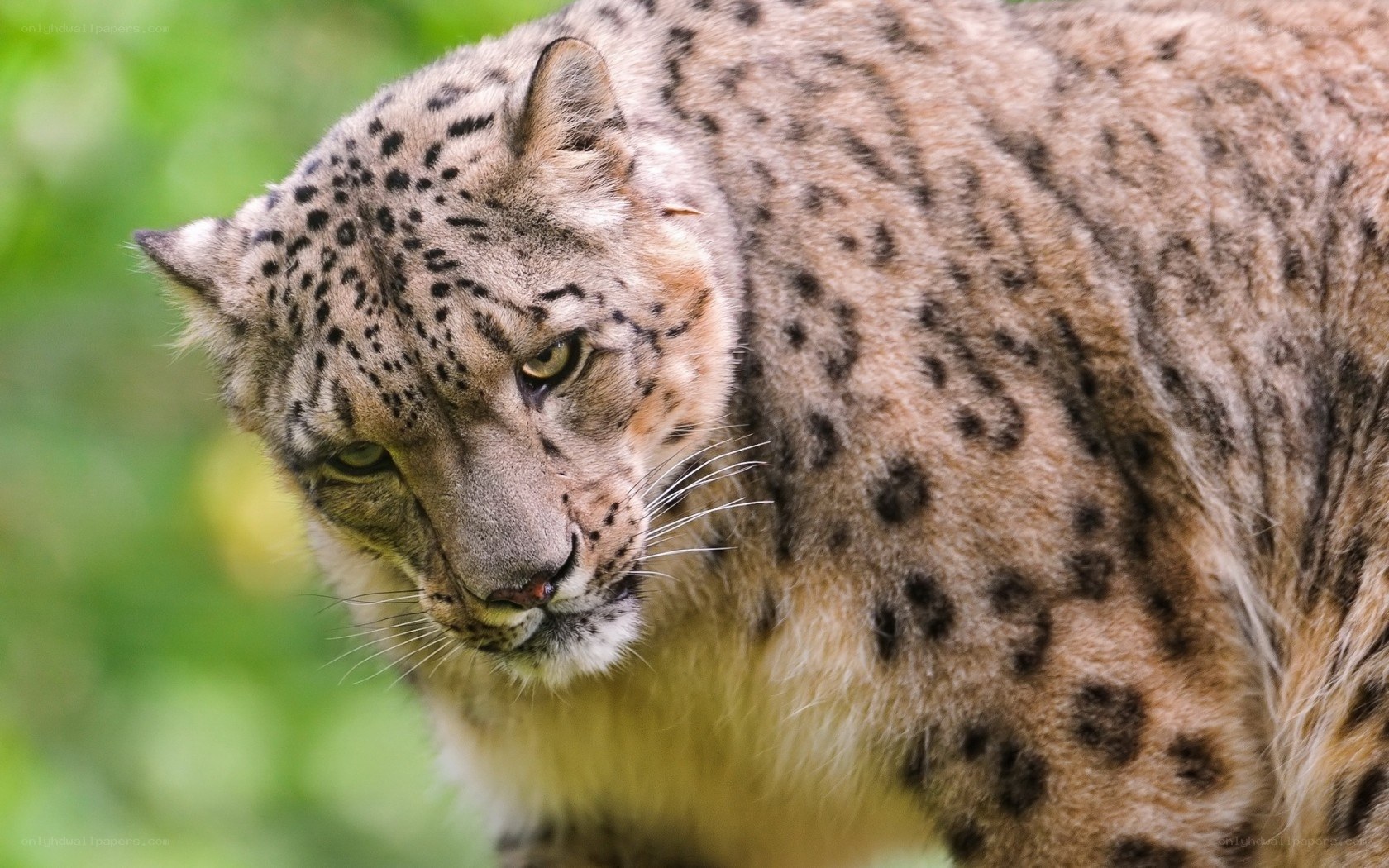 Snow leopard in forest