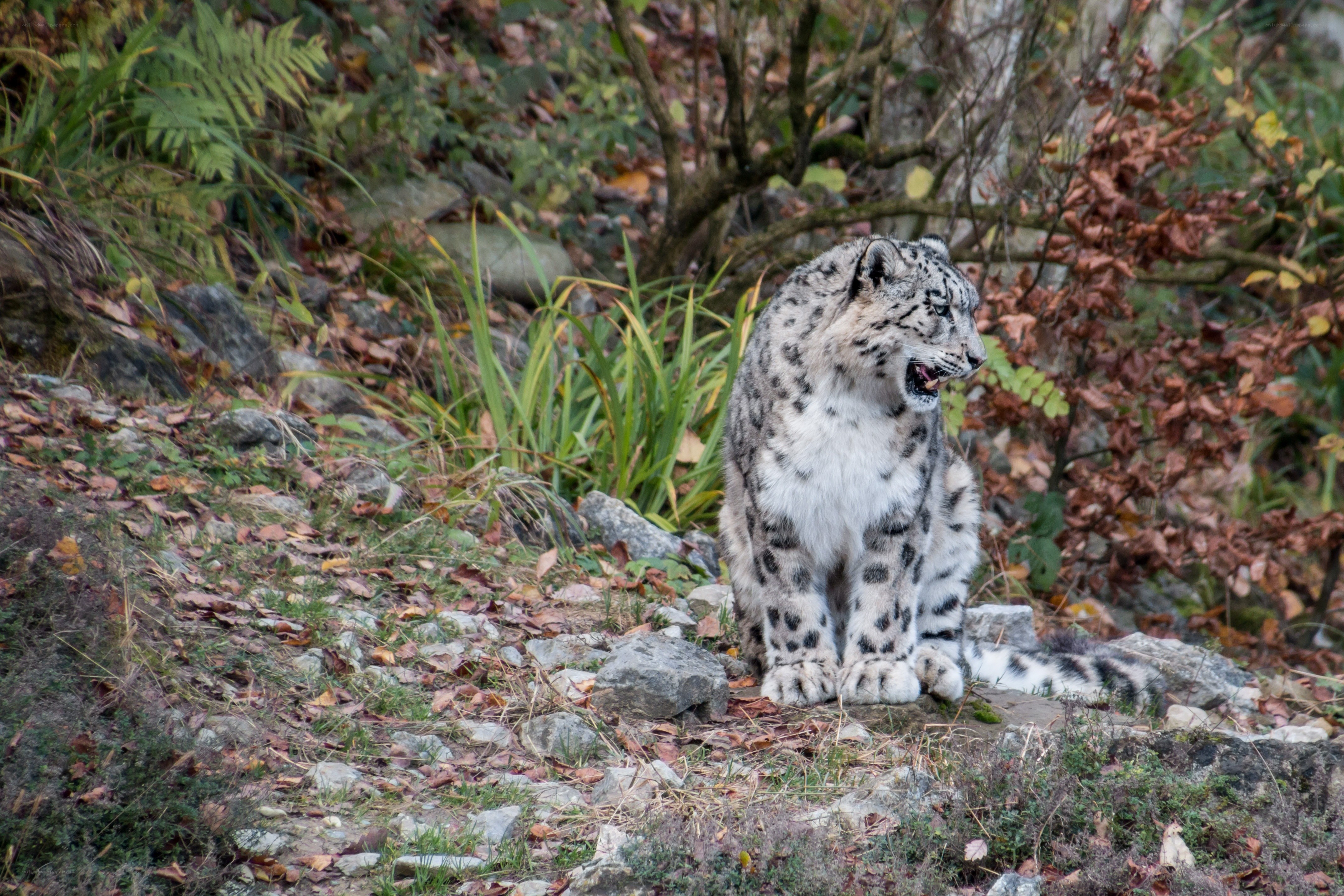 Snow leopard in forest
