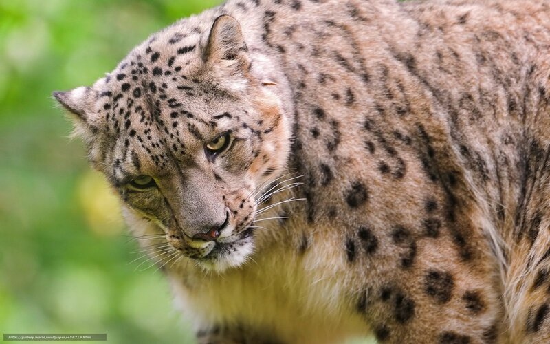 Snow Leopard in Forest — Brown, Alert