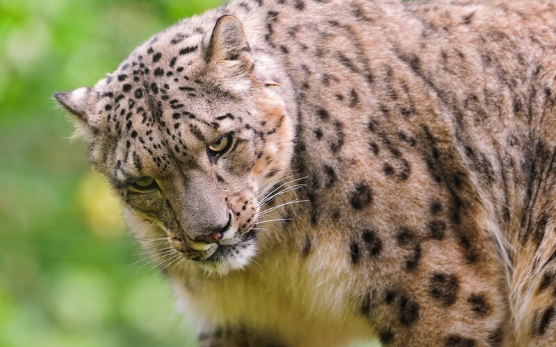 Snow Leopard in Forest — Brown