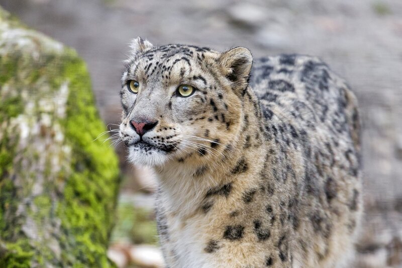 Snow Leopard in Forest — Gray
