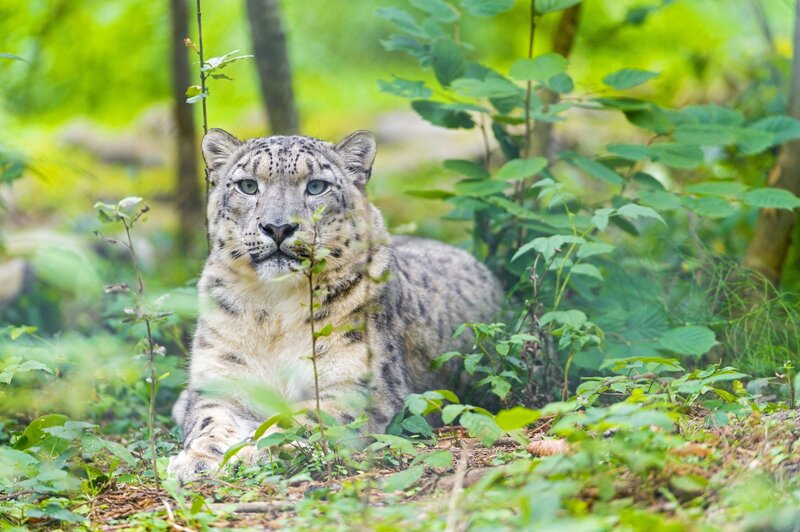 Snow Leopard in Forest — Green