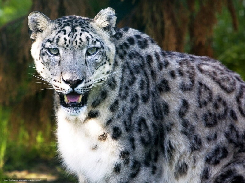 Snow leopard in forest