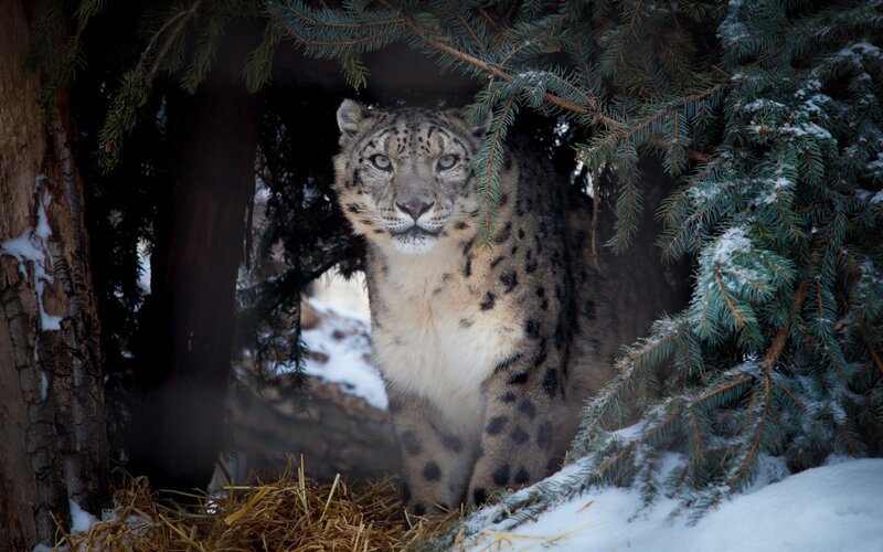 Snow Leopard in Forest — White, Alert