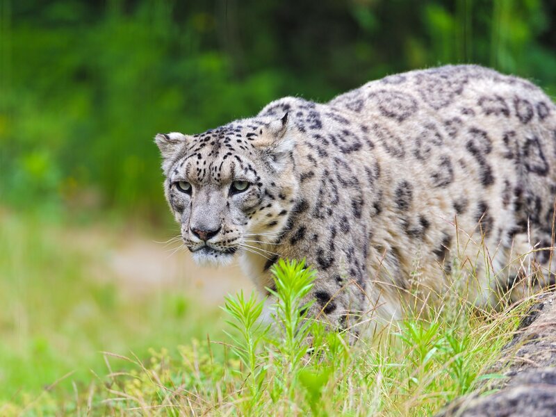 Snow leopard in grass