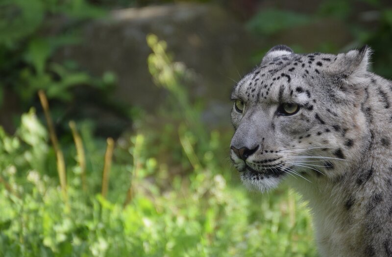 Snow Leopard in Grass — Green