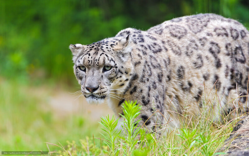 snow leopard in grass