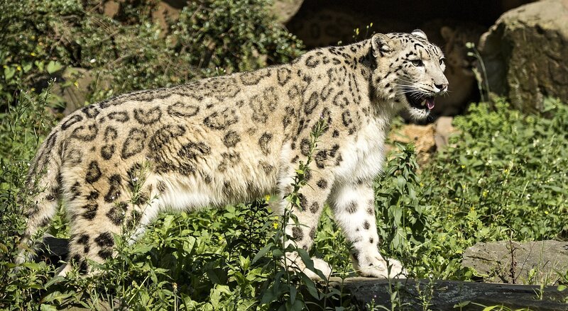 Snow Leopard in Grass — White, Alert, Afternoon