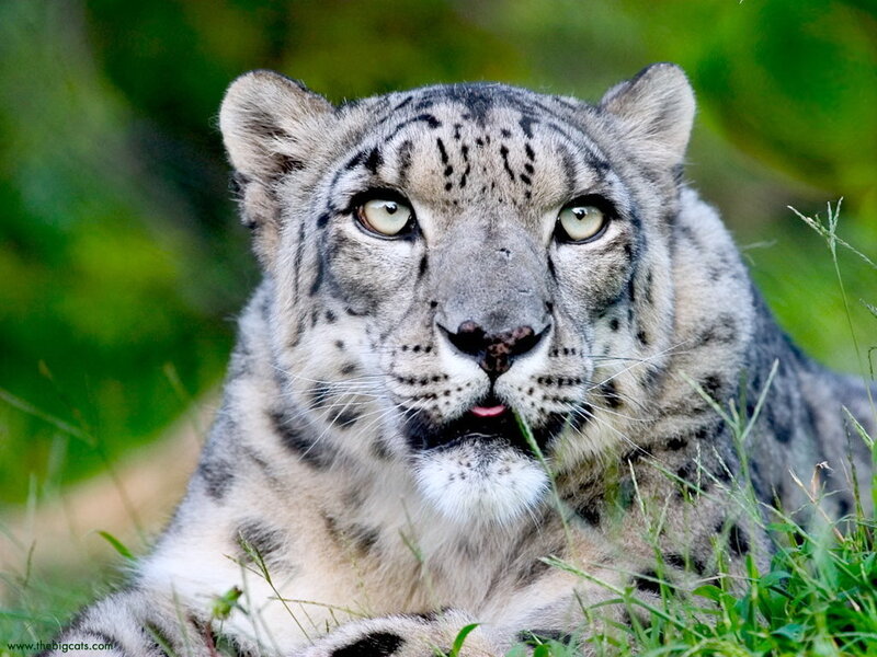 Snow Leopard in Grass — White, Alert