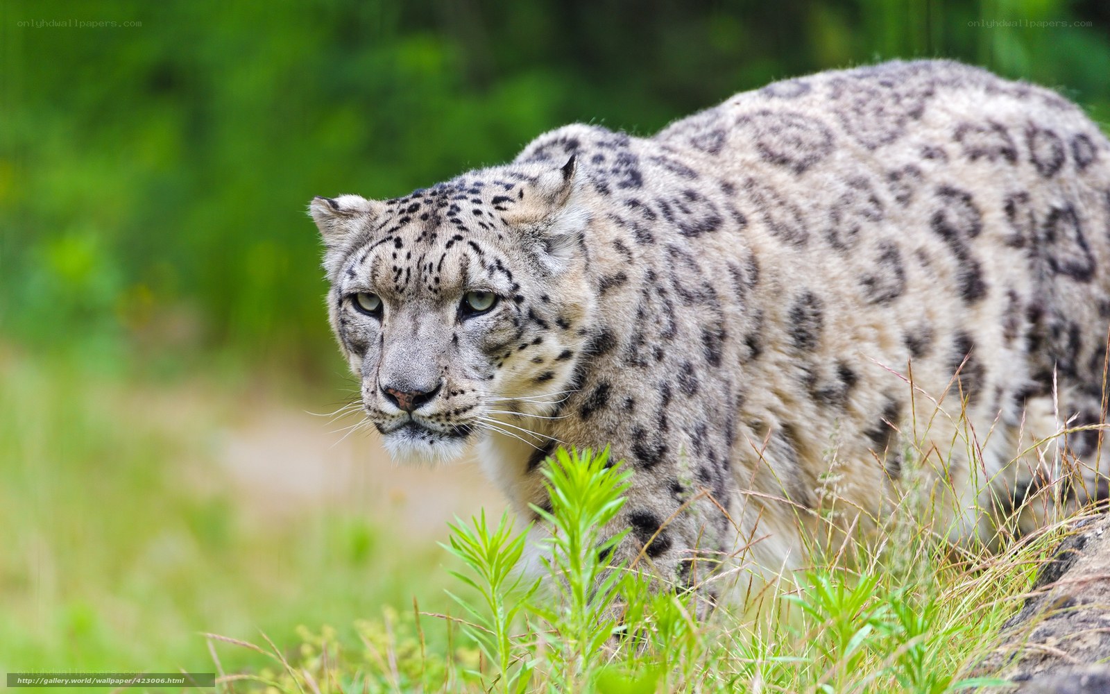 snow leopard in grass