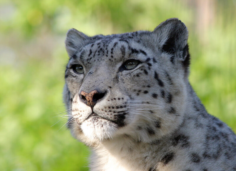 Snow leopard in green field
