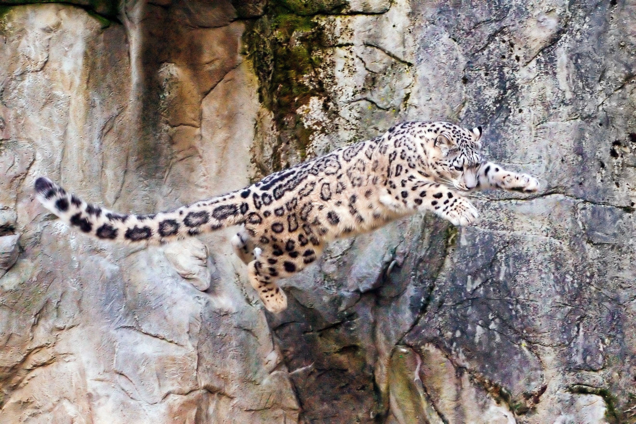 Snow leopard in mid-jump