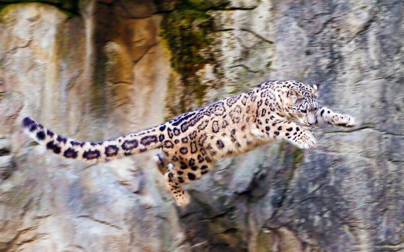 Snow Leopard in Mid-leap — White